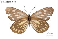 藏品(流星絹粉蝶)的圖片